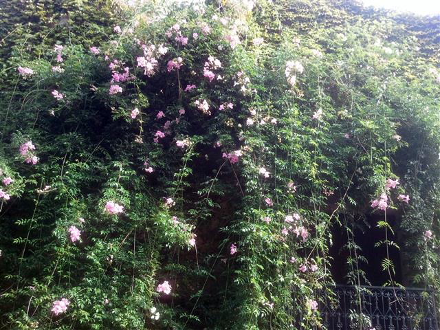 Bignone Rose AM Mengaud Cascastel