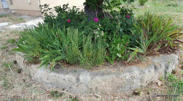 Bordure Olivier avec pierres du portail du Château