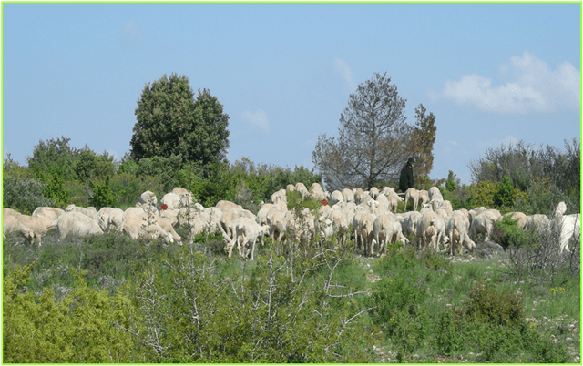 2016-04-05-BellesGarrigues