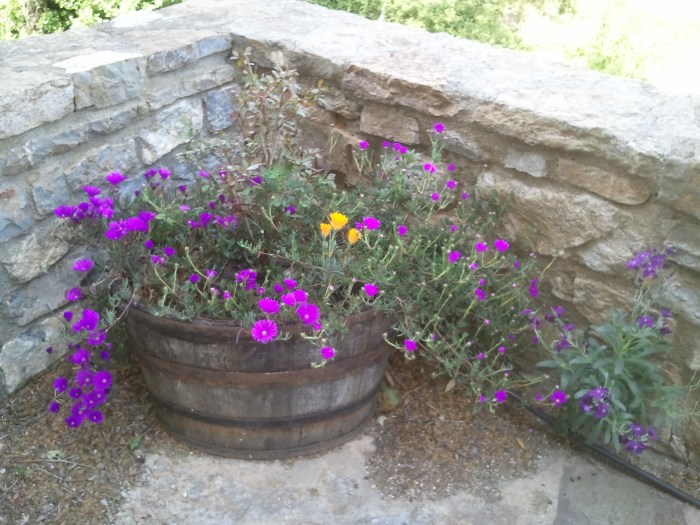 Le 30 Avril 2015, les pourpriers ont bien passé l'hiver au Château