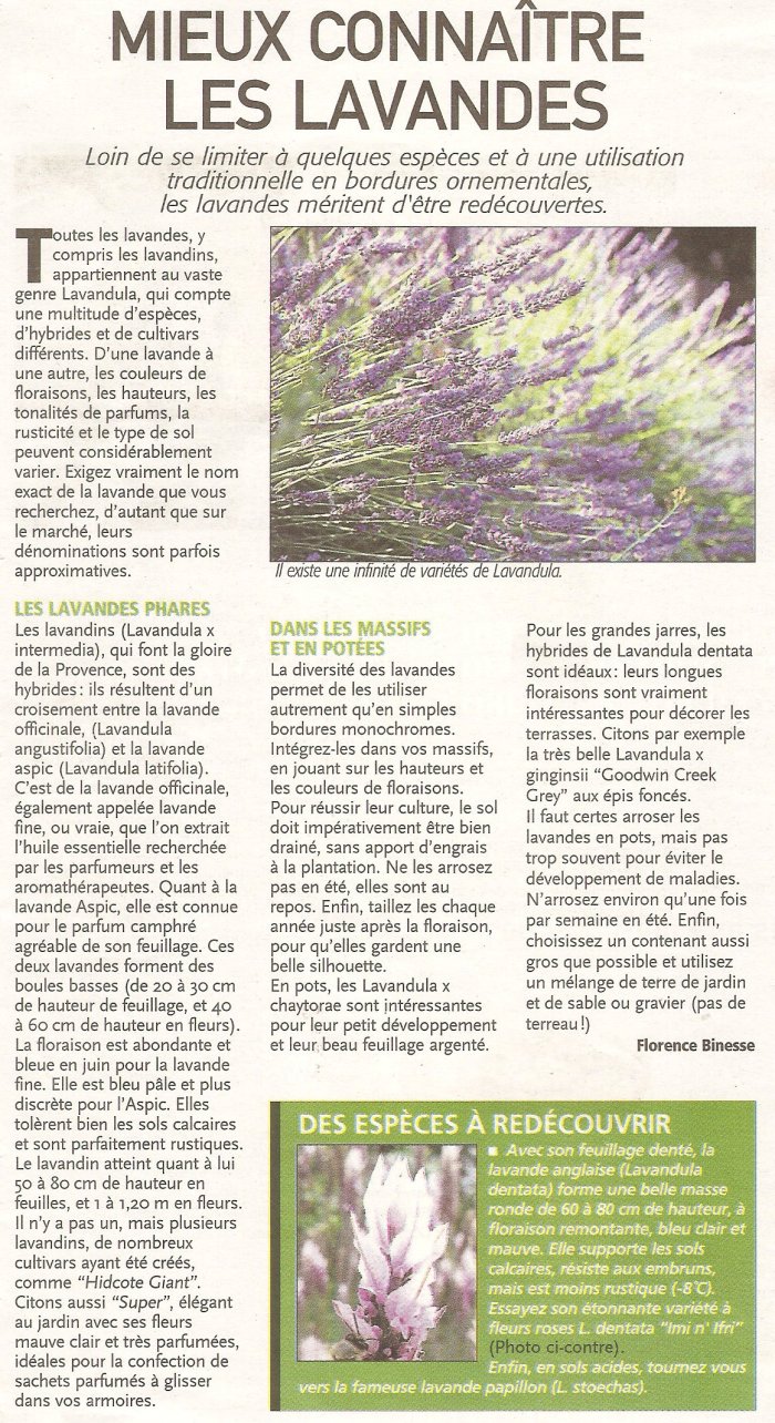 Lavandes