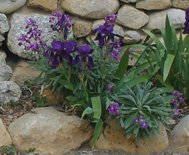 LogoIrisetGiroflées