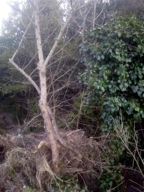 2015-01-03-Chemin-Riviere-005