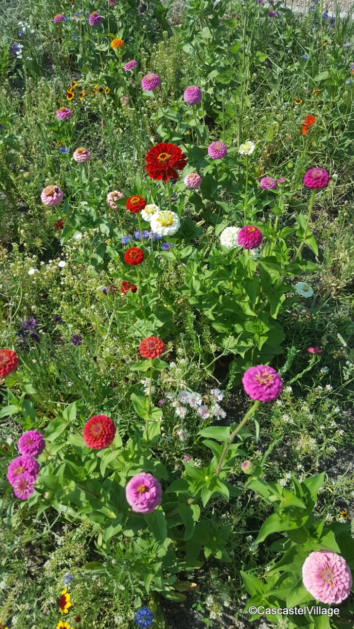 Samedi 4 Août, le mélange de graines a magnifiquement réussi