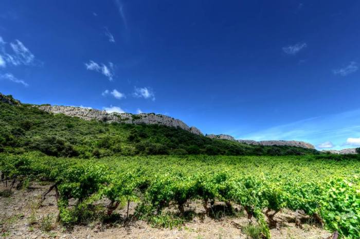 2018-10-08-Vignoble-Decouverte