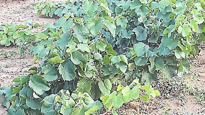 2018-10-30-Cépages résistants