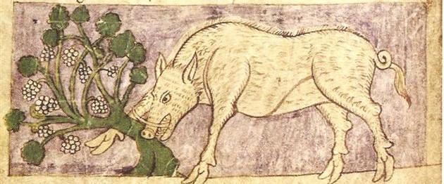 2015-02-09-SanglierOld