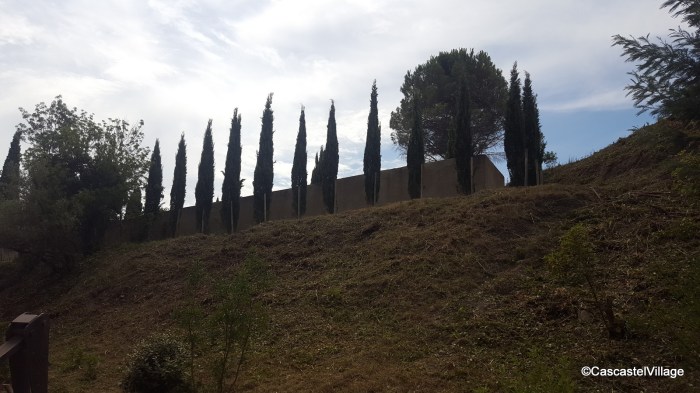 Rangée de cyprès sous le cimetière neuf