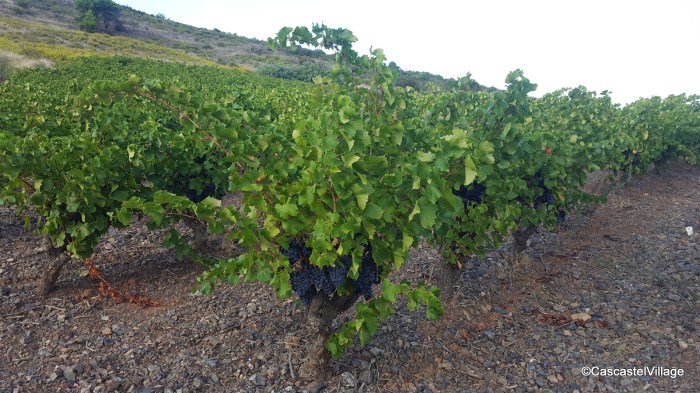 Vendanges 2019, grenache noir Col des Breiches