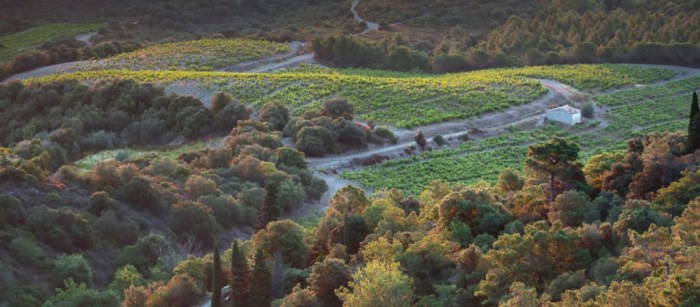 2020-06-08-Vignoble-Timon