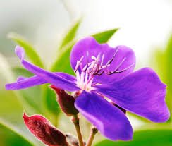 2020-07-15-Fleur-Adèle