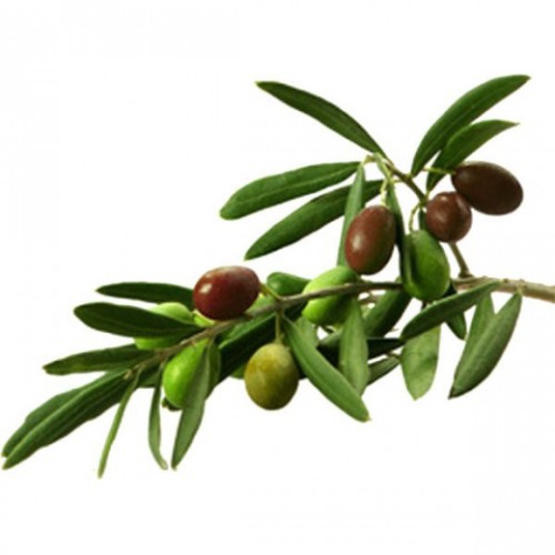 tumblr_inline_p6g2tdhWA81vs5dhd_500